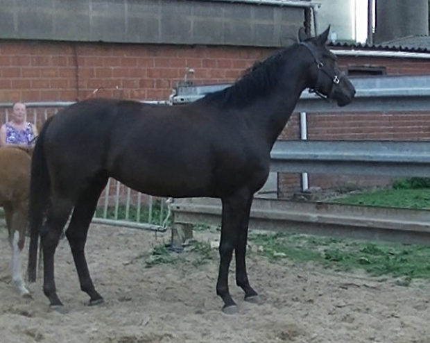 Paso Doble vd Kwaplas